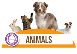 Thetahealing® ŽIVOTINJE, Zagreb, 21 - 22.06.2025., uživo